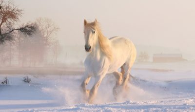 رؤية الحصان في الحلم، وأهم 4 تفسيرات له